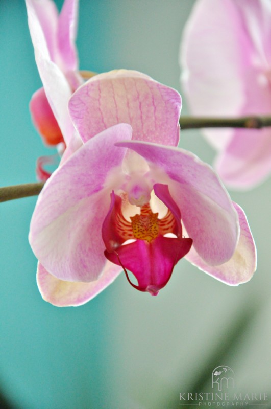 Orchid Plant photo