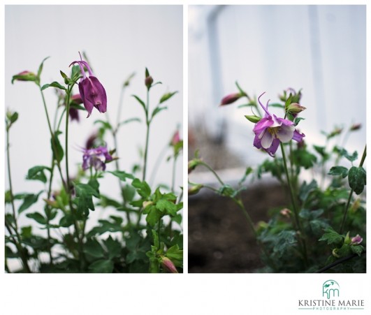 Purple Columbines Photos