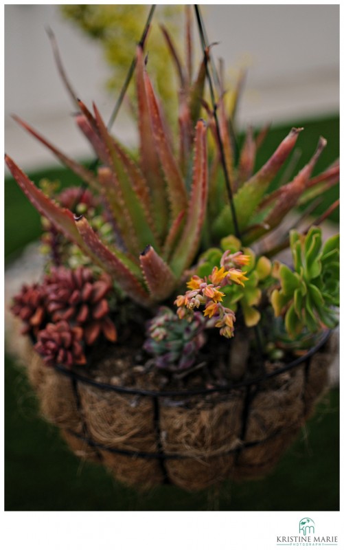 Hanging Basket of Succulents Photo