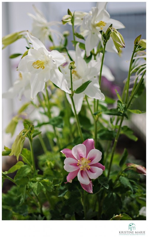 Columbine Flowers Photo | San Diego Photographer