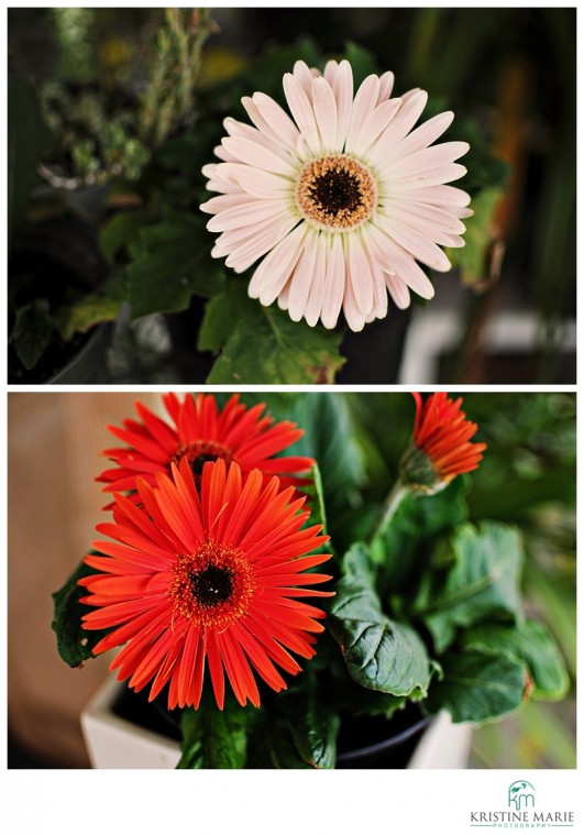 Gerbera Daisies Photos | San Diego Photographer