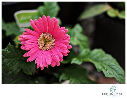 Gerbera Daisy Photo | San Diego Photographer