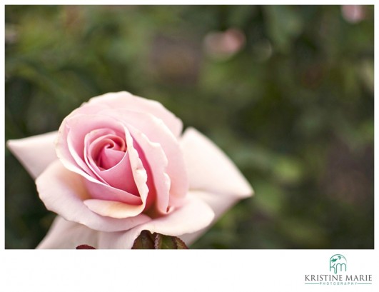 Blush Pink Rose photo | San Diego Wedding Photographer