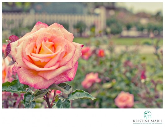 Family Portrait | Balboa Park Rose Garden 