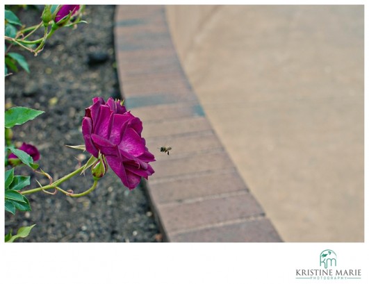 Family Portrait | Balboa Park Rose Garden 