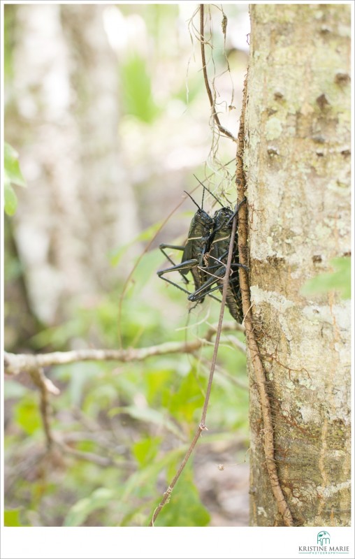 Giant grasshoppers getting it on | Jean Lafitte Barataria Preserve 