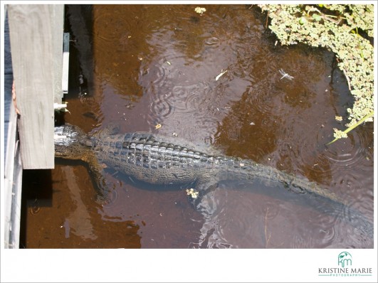 Alligator | Jean Lafitte Barataria Preserve | New Orleans, Louisiana | www.KristineMariePhotography.com