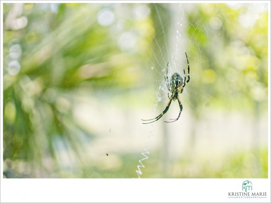 Spider | Jean Lafitte Barataria Preserve | New Orleans, Louisiana | www.KristineMariePhotography.com