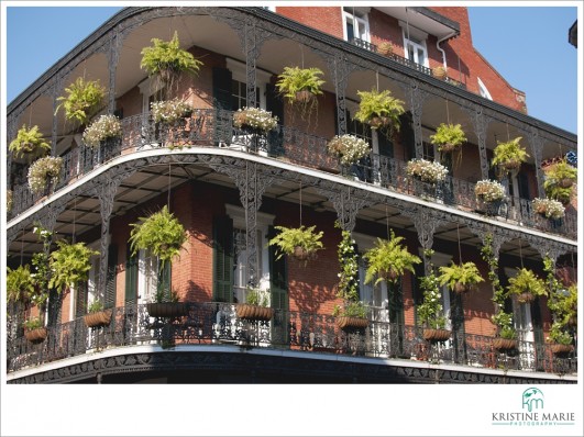 Hanging Plants in New Orleans, Louisiana | www.KristineMariePhotography.com