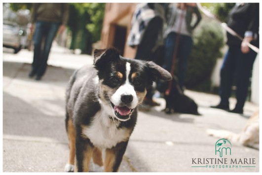 Cute Dog in Castro Street San Francisco | www.KristineMariePhotography.com