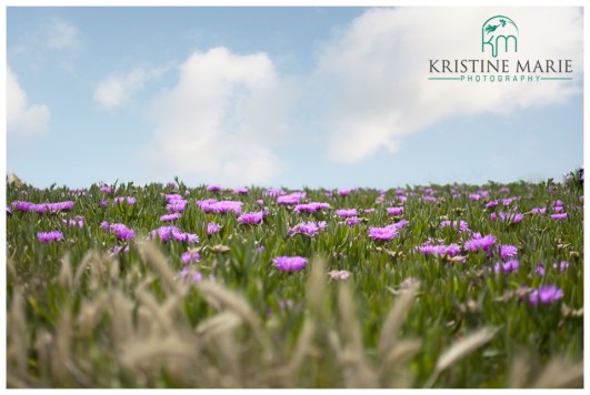 Sea of Flowers | Half Moon Bay | www.KristineMariePhotography.com