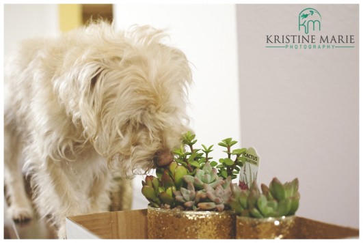 Dog Sniffs Succulent Gifts | www.KristineMariePhotography.com