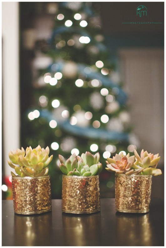 DIY Last Minute Gift Idea | Sparkly Succulents | Glittery ribbon for sparkly succulent gift | www.KristineMariePhotography.com