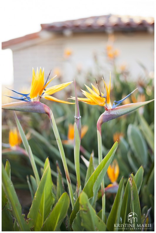 La Jolla Shores Beach Engagement | Kristine Marie Photography | San Diego Engagement Photographer