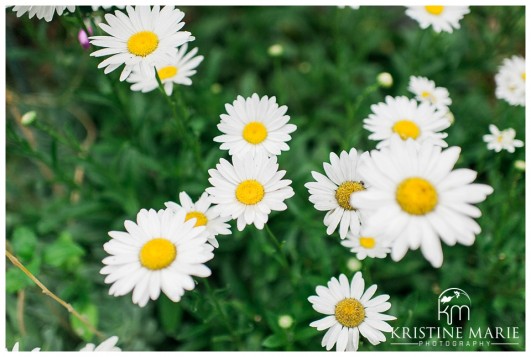 daisies | San Diego Botanic Wedding Pictures | Kristine Marie Photography