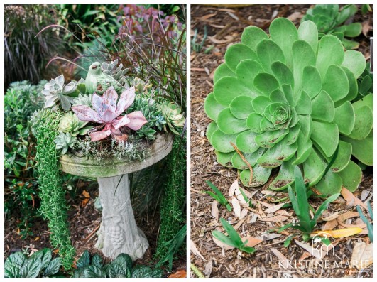 beautiful succulents | San Diego Botanic Wedding Pictures | Kristine Marie Photography