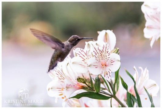 hummingbird photo | San Diego Botanic Wedding Pictures | Kristine Marie Photography