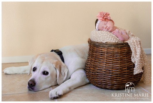 Labrador Dog with Newborn Baby in Basket | San Diego Newborn Photographer | Kristine Marie Photography