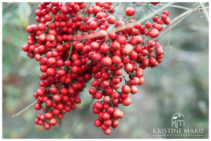 red berries | UCSD Engagement Photo | La Jolla Engagement Wedding Photographer | © www.kristinemariephotography.com