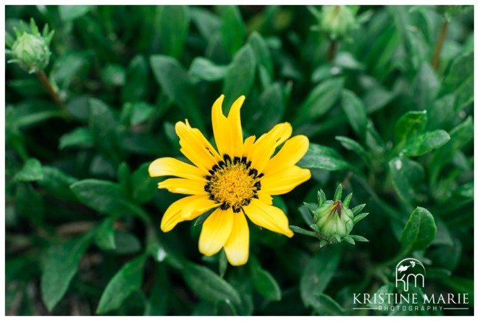 yellow flower | UCSD Engagement Photo | La Jolla Engagement Wedding Photographer | © www.kristinemariephotography.com