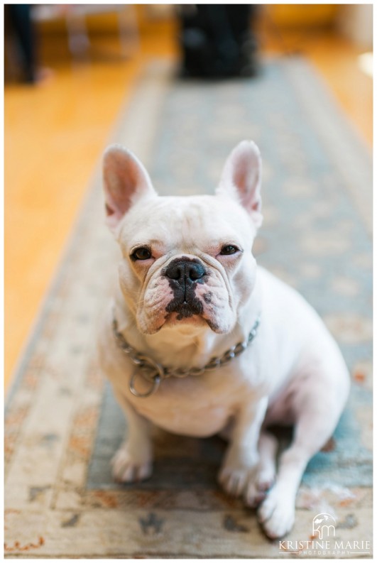 French Bulldog at Wedding | Fairbanks Ranch Country Club Wedding Photos | Kristine Marie Photography © www.kristinemariephotography.com