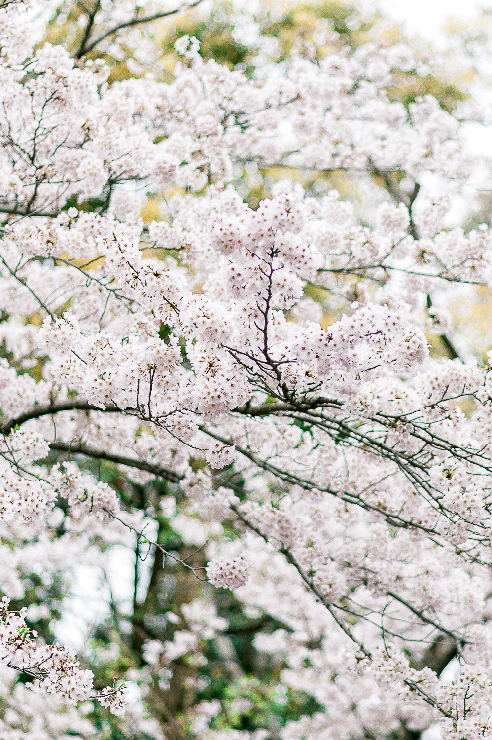 Yokosuka Kamakura Tokyo Japan Cherry Blossoms Photographer Kristine Marie Photography