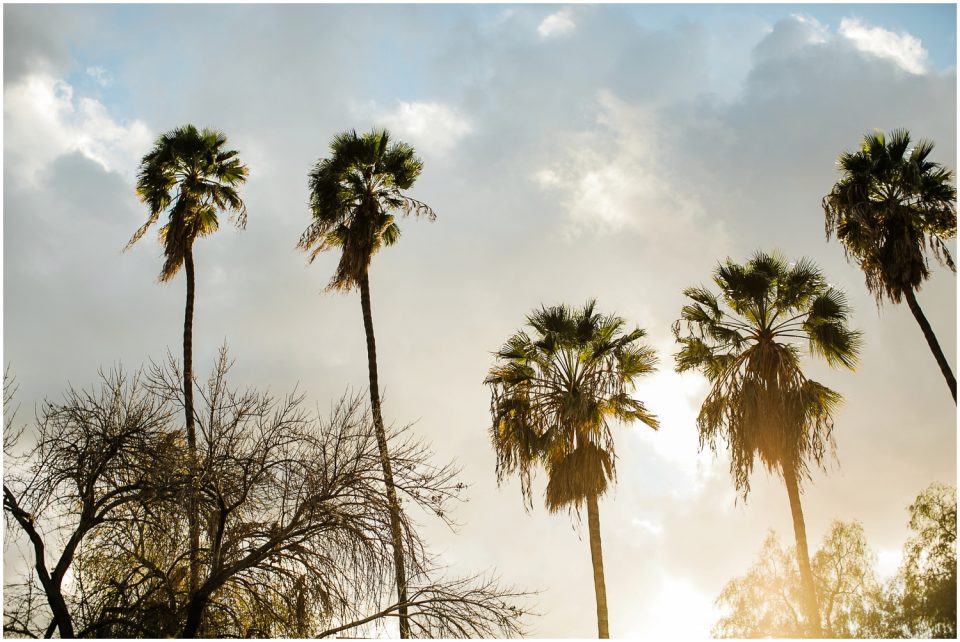 Palm Trees Escondido San Diego Photographer