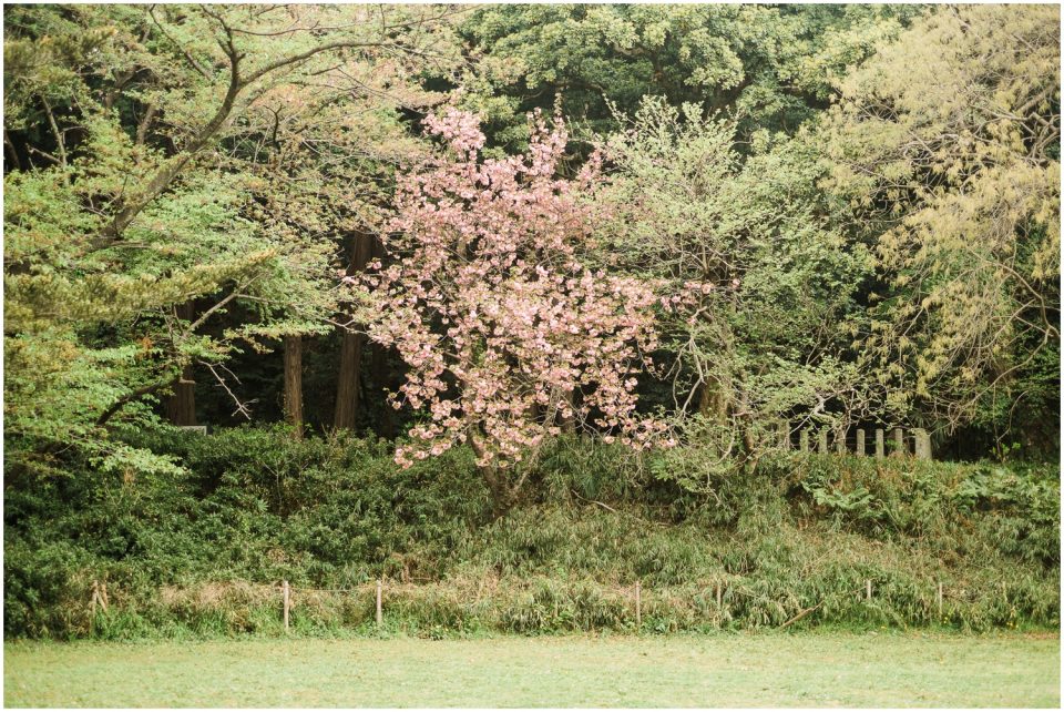 cherry blossom Shomyoji | Yokosuka Tokyo Family Couples Photographer | © Kristine Marie Photography 