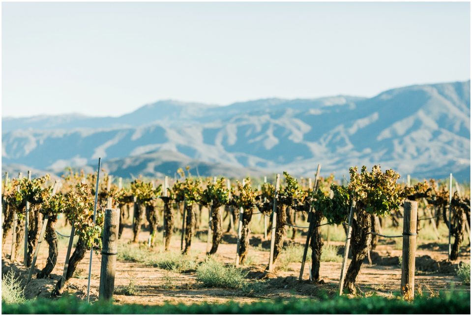 vineyard mountain views | Temecula Ponte Winery Wedding Photographer | Kristine Marie Photography