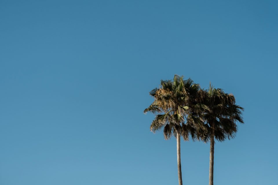 Two palm trees photo | San Diego Wedding Photographer © Kristine Marie Photography