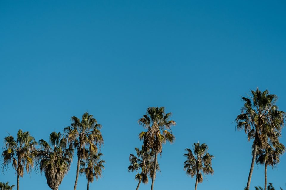 Palm Trees blue sky | La Jolla Engagement Photographer | © Kristine Marie Photography